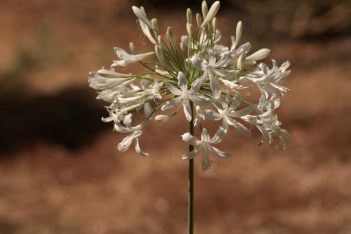 Free Stock Photo of Amazing Flowers in the botanical gardens of Israel