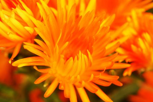 Free Stock Photo of Amazing Flowers in the botanical gardens of Israel are colorful and be