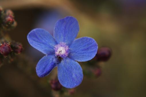 Free Stock Photo of Amazing Flowers in the botanical gardens of Israel are colorful and be