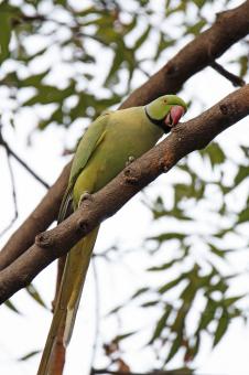 Free Stock Photo of Rose ring parakeet