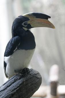 Free Stock Photo of malabar pied hornbill