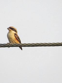 Free Stock Photo of Brown shrike