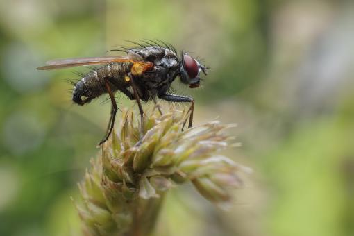 Free Stock Photo of A fly on grass