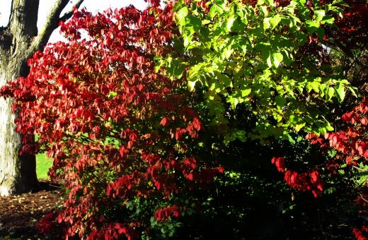 Free Stock Photo of Autumn Park