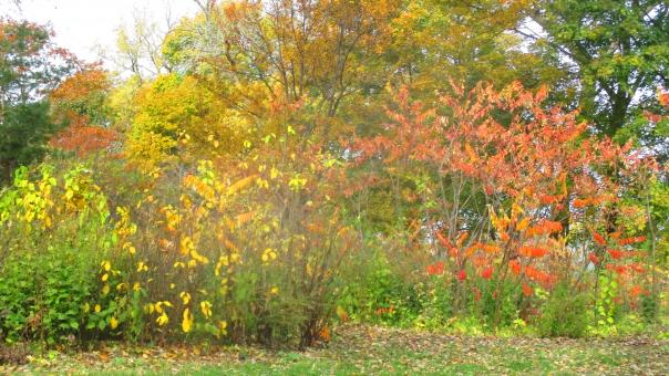 Free Stock Photo of Harvest Nature