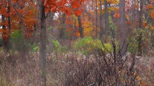 Free Stock Photo of Colorful Woods