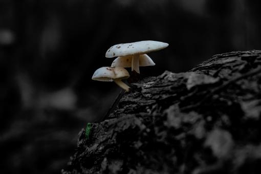 Free Stock Photo of Mushrooms selective color 