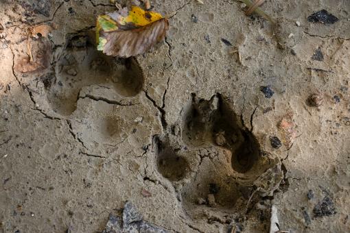 Free Stock Photo of Foot prints in the sand 