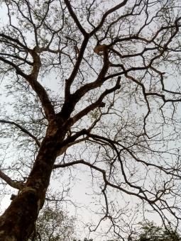 Free Stock Photo of Vain of sky 