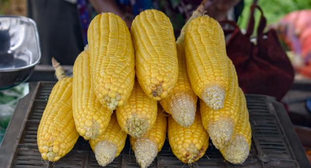 Free Stock Photo of The Corn