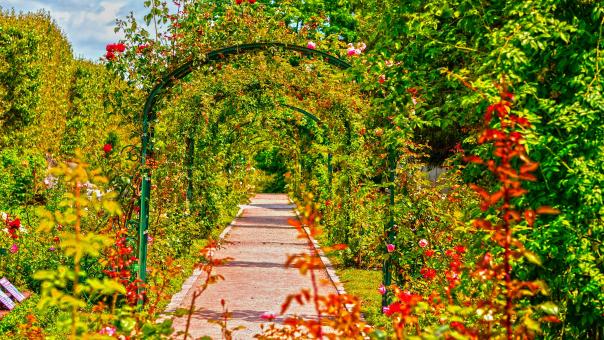 Free Stock Photo of Garden