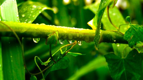 Free Stock Photo of Plant