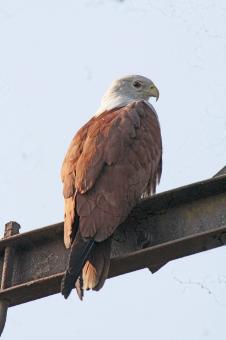 Free Stock Photo of Brahminy Kite
