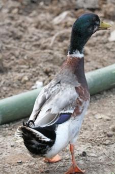 Free Stock Photo of Mallard Male