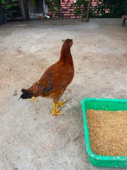Free Stock Photo of The Farming of Chickens, Standing Back Side, Hen Five Month old Hen