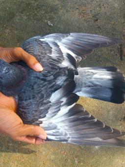 Free Stock Photo of High Fly Indian Pigeon Breed