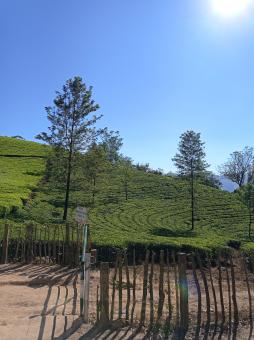 Free Stock Photo of Plantation of tea