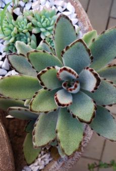 Free Stock Photo of SUCULENTA