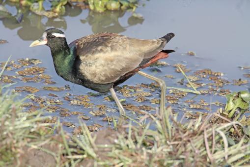 Free Stock Photo of bronze winged jacana