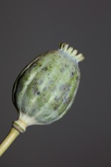 Free Stock Photo of Opium fruit papaver somniferum family papavaraceae close up