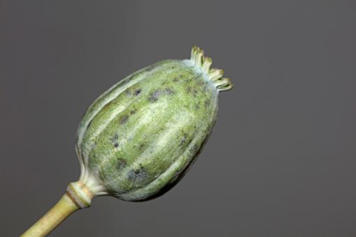 Free Stock Photo of Opium fruit papaver somniferum family papavaraceae close up 