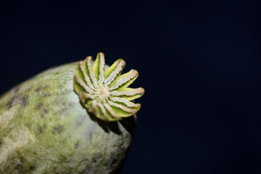 Free Stock Photo of Opium fruit papaver somniferum family papavaraceae close up 