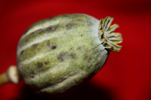 Free Stock Photo of Opium fruit papaver somniferum family papavaraceae close up botanical 