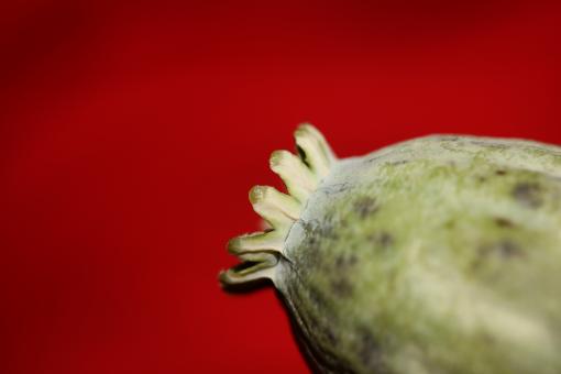 Free Stock Photo of Opium fruit papaver somniferum family papavaraceae close up 