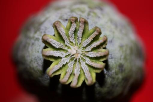 Free Stock Photo of Opium fruit papaver somniferum family papavaraceae close up botanical 