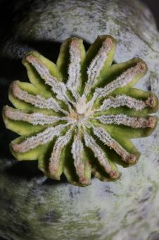 Free Stock Photo of Opium fruit papaver somniferum family papavaraceae close up