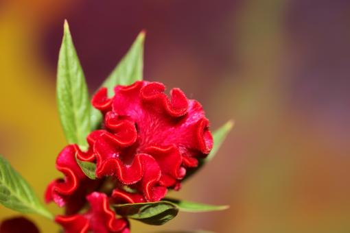 Free Stock Photo of Red flower blossom close up celosia argentea family amaranthaceae 