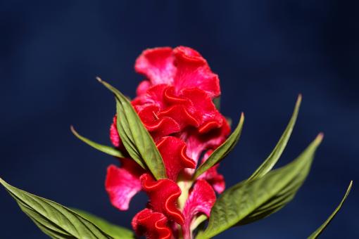 Free Stock Photo of Red flower blossom close up celosia argentea family amaranthaceae b