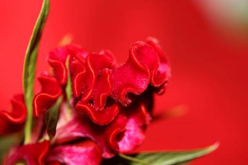 Free Stock Photo of Red flower blossom close up celosia argentea family amaranthaceae 