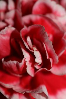 Free Stock Photo of Red flower blossoms close up dianthus caryophyllus family 