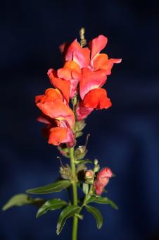 Free Stock Photo of Red flower blossom close up botanical background 