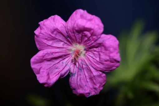 Free Stock Photo of Purple flower blossoming close up 