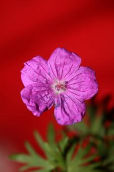 Free Stock Photo of Purple flower blossoming close up botanical background