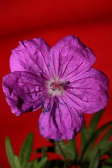 Free Stock Photo of Purple flower blossoming close up botanical background 