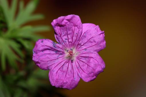 Free Stock Photo of Purple flower blossoming close up botanical background 