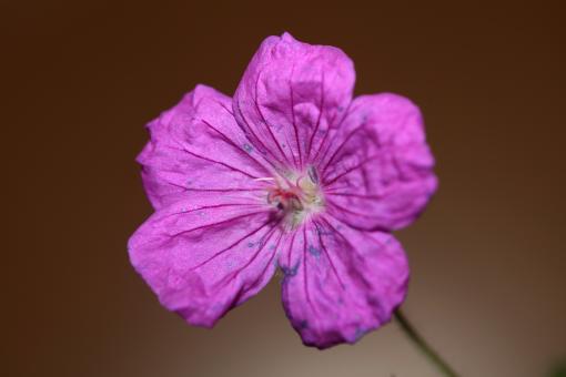 Free Stock Photo of Purple flower blossoming close up botanical background 