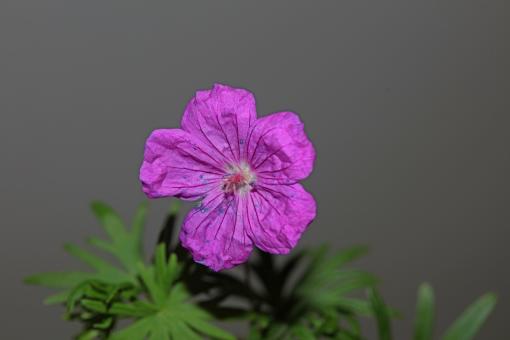 Free Stock Photo of Purple flower blossoming close up botanical background