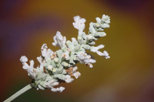 Free Stock Photo of White flower blossoms salvia divinorum family lamiaceae close up 