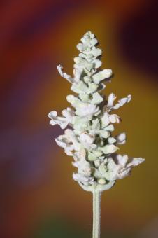 Free Stock Photo of White flower blossoms salvia divinorum family lamiaceae close up