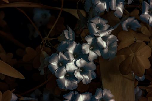 Free Stock Photo of Infrared flowers