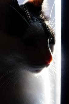 Free Stock Photo of Cat Desmond
