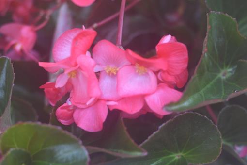 Free Stock Photo of Pink Flower