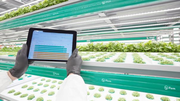 Free Stock Photo of Salad On A Vertical Farm