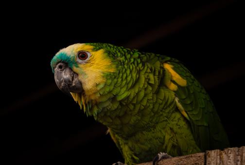 Free Stock Photo of parrot posing for a photo
