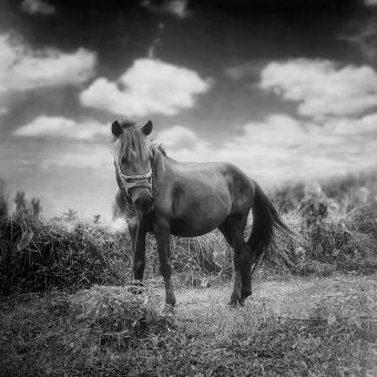 Free Stock Photo of A beautiful horse