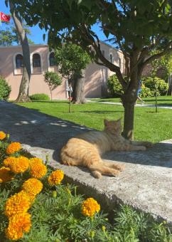 Free Stock Photo of Turkish cat